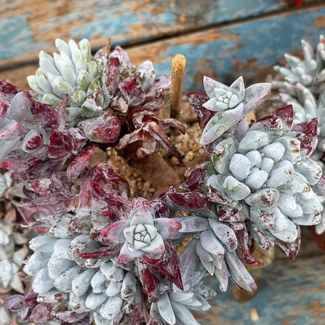 【闪购商品】除霜苹果叶