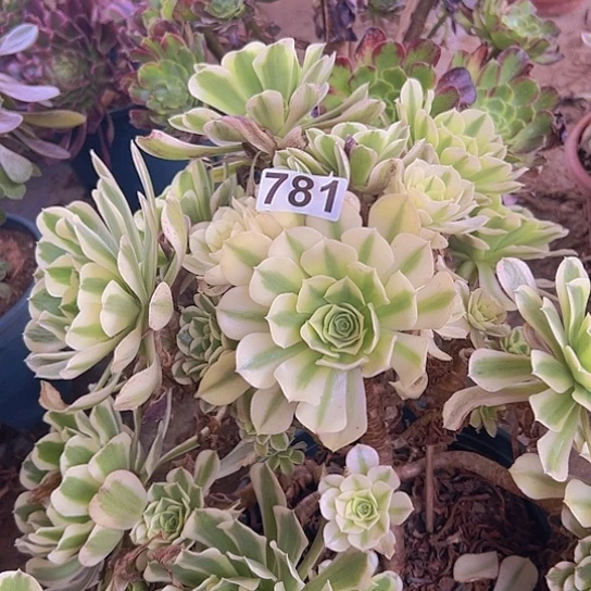 *****多肉植物一个法师