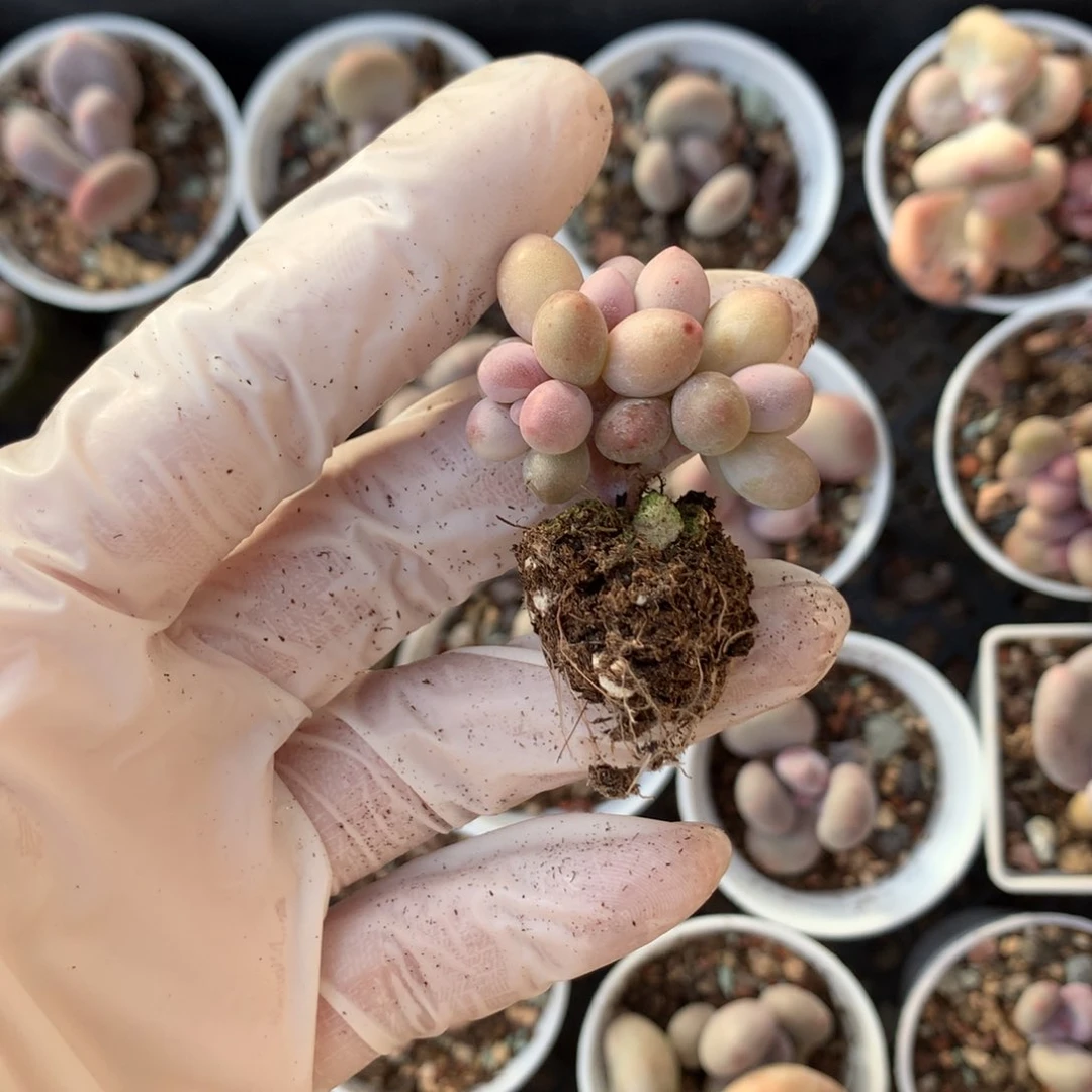 汤圆奶酪多肉 汤圆奶。