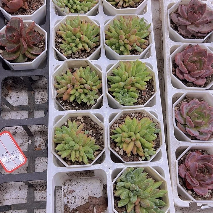 炫彩星群19包邮多肉植物