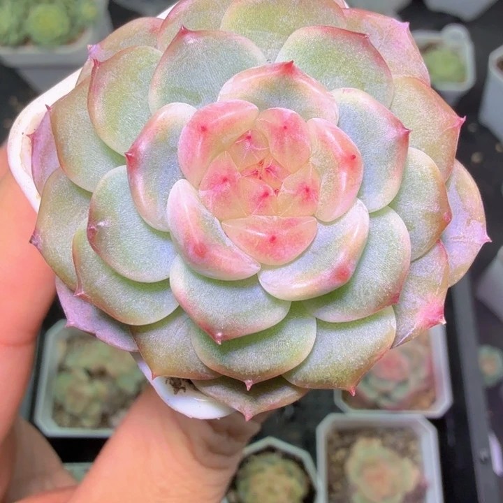 甜心特价多肉植物