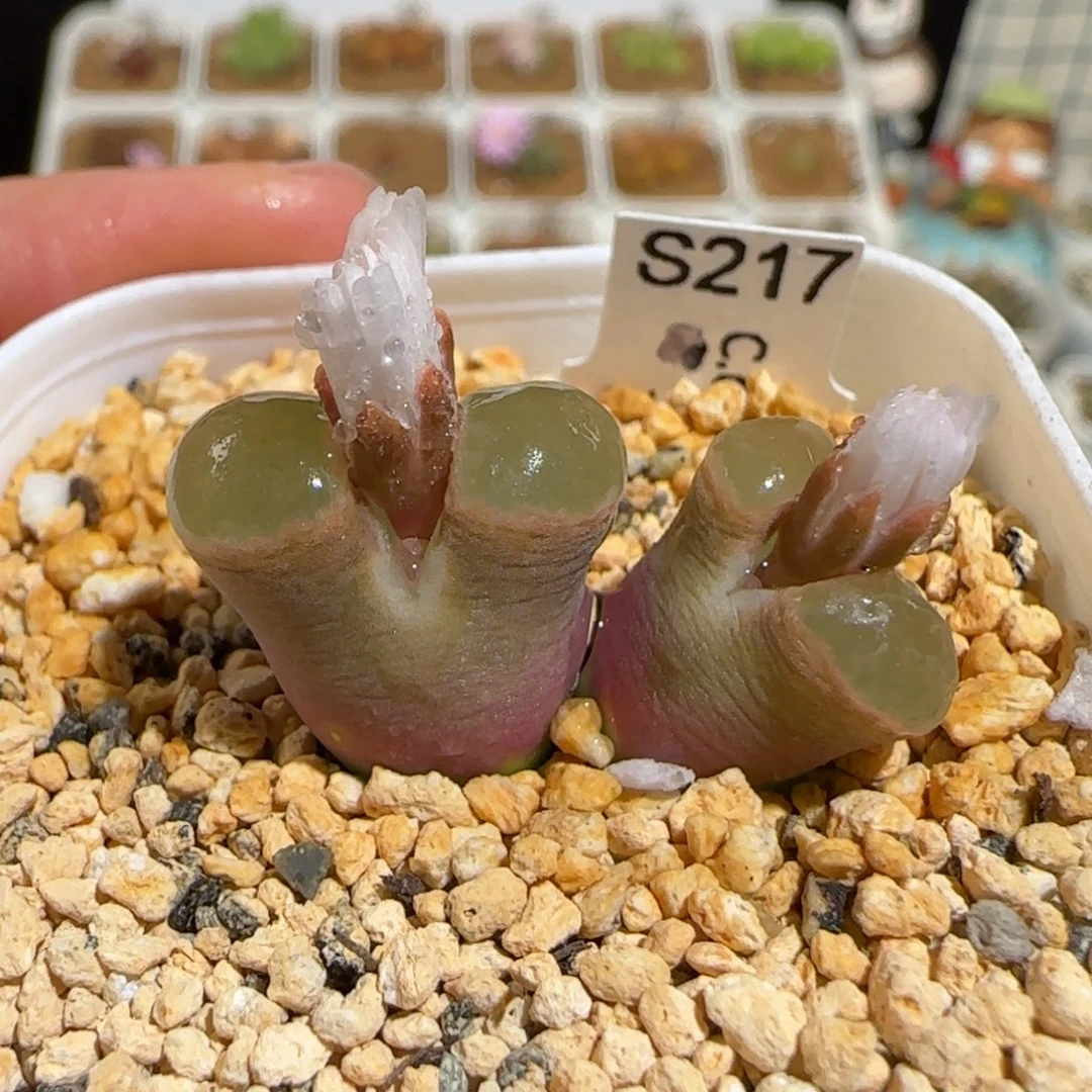 肉锥多肉植物组合-磁铁母本372
