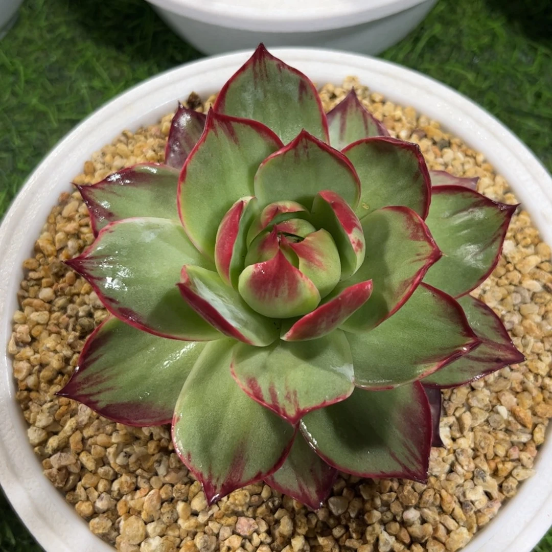 惊鸿仙子一物一拍