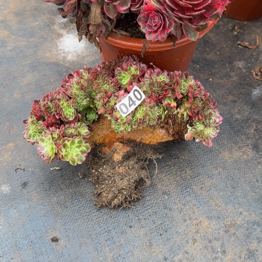 冰***2040多肉植物多肉植物