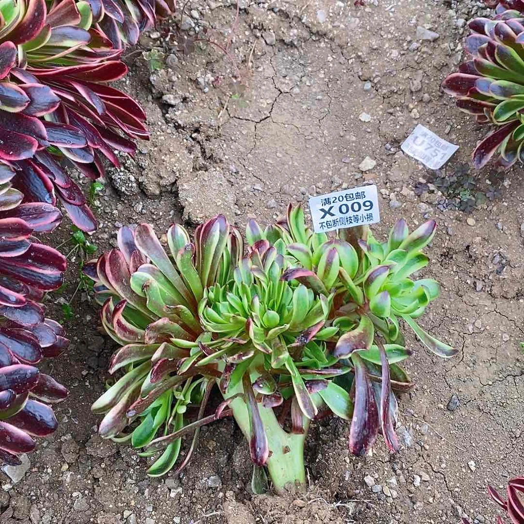 009欧佳丽朵朵缀多肉