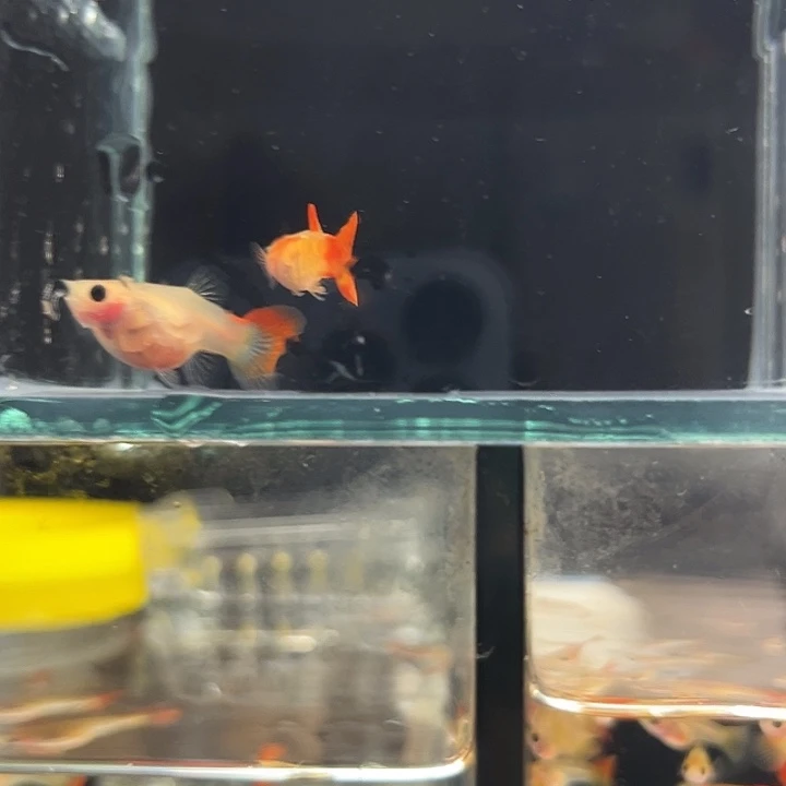 孔雀鱼琉璃短体1对带胎
