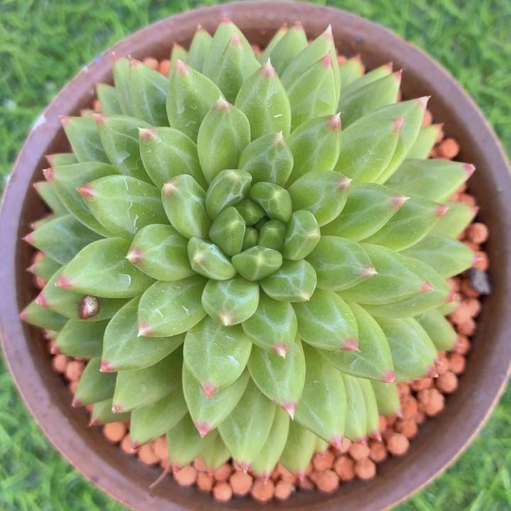 多肉植物派大星-4