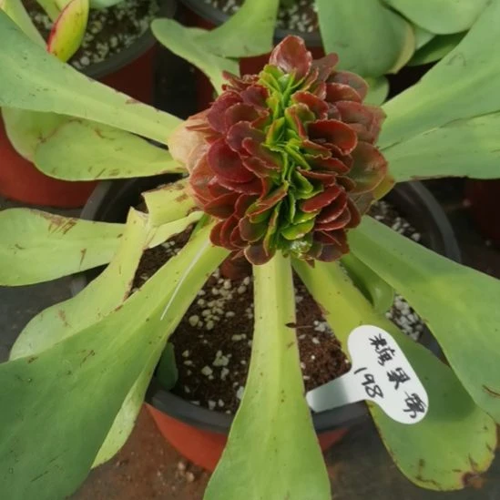 糖果锦缀化带砧木发货