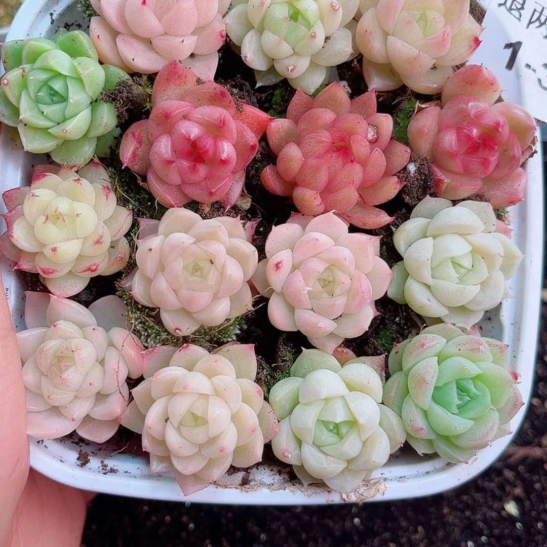 简*1-312 新疆西藏内蒙不发12.8包邮2-3公分多肉