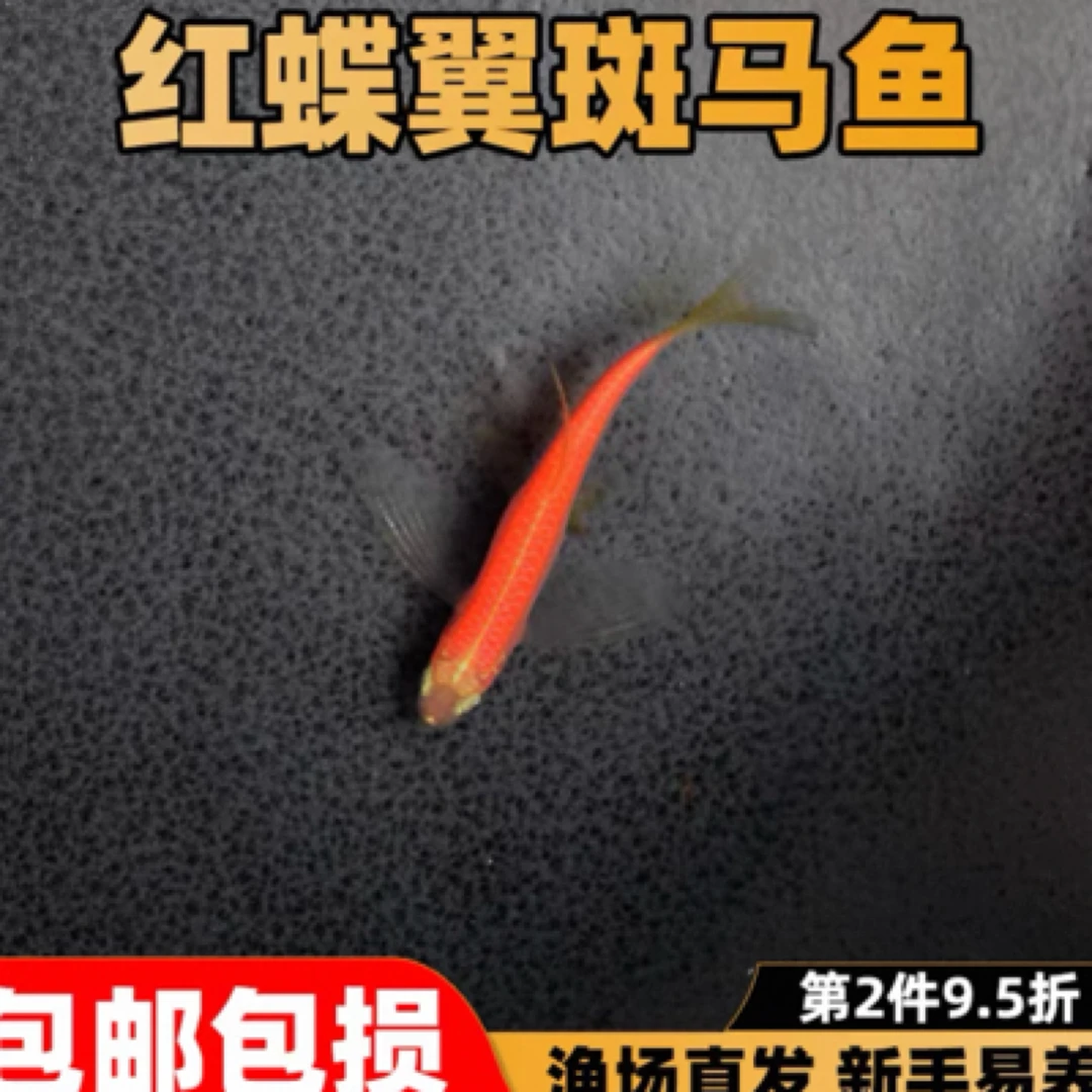 好养耐活的小型鱼红蝶翼斑马观赏鱼不打氧