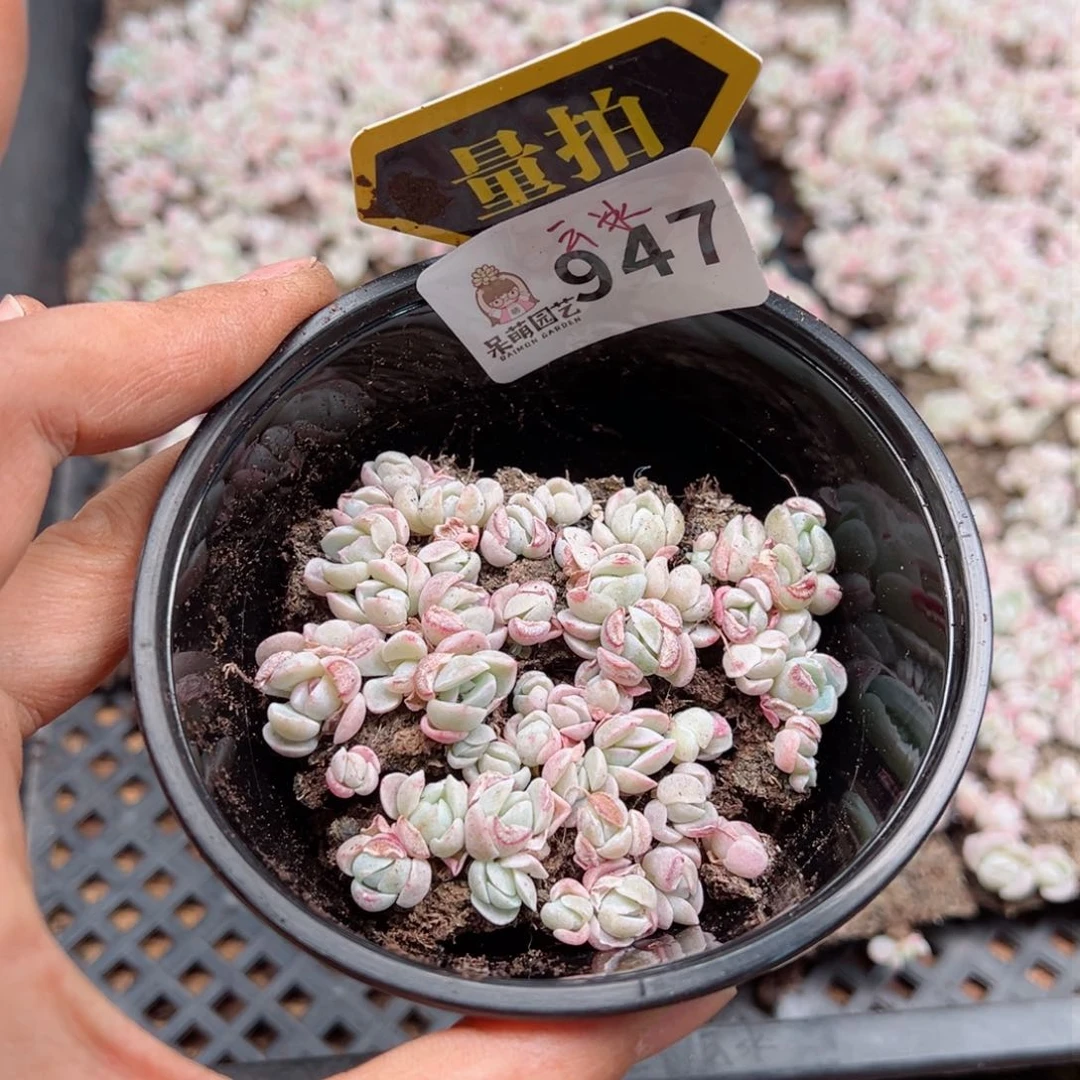 多肉植物多肉植物