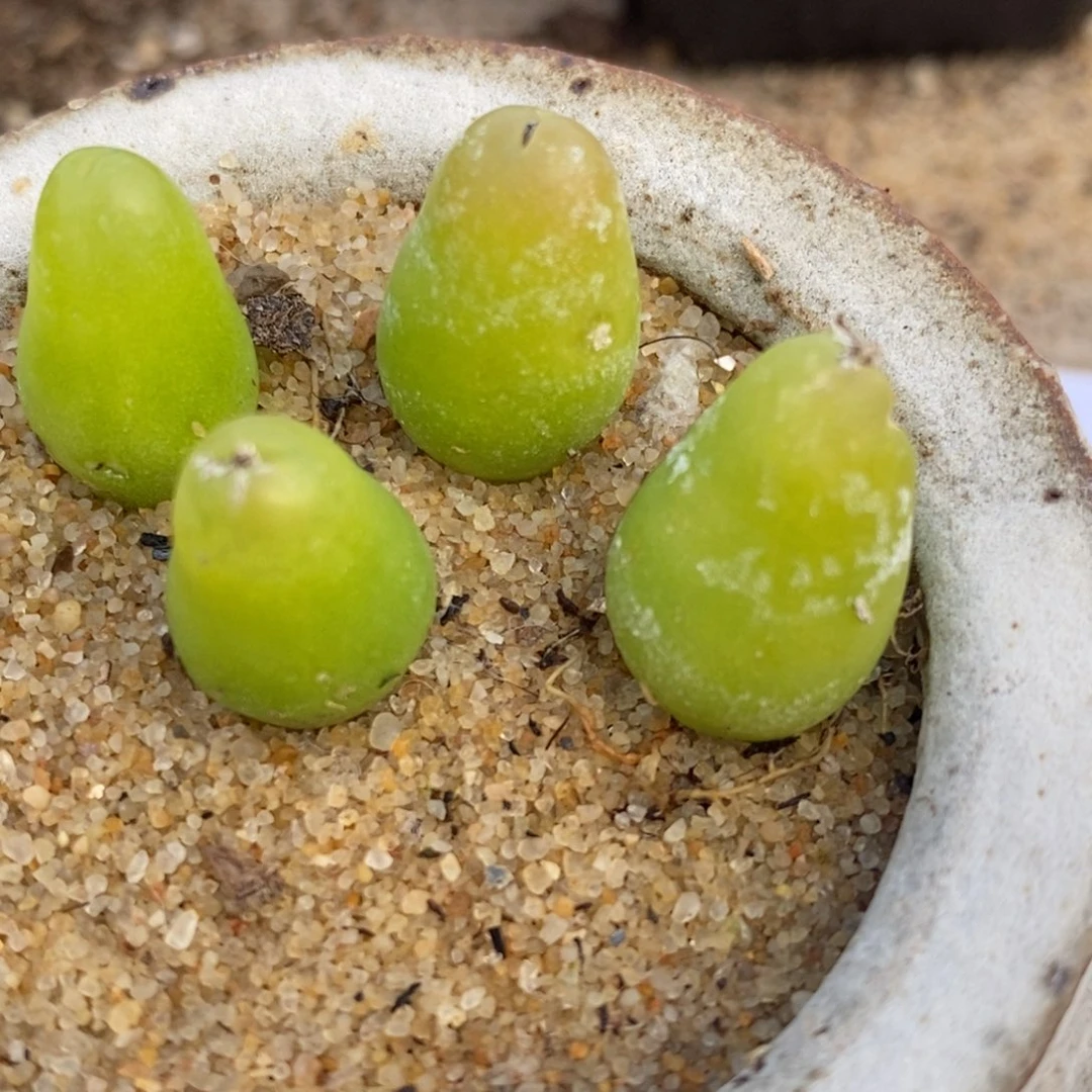 1373两颗大葫芦两颗