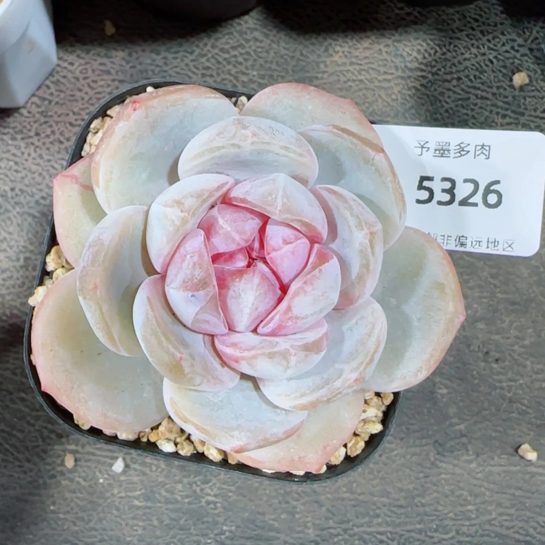 紫粉珍妮，5326多肉植物