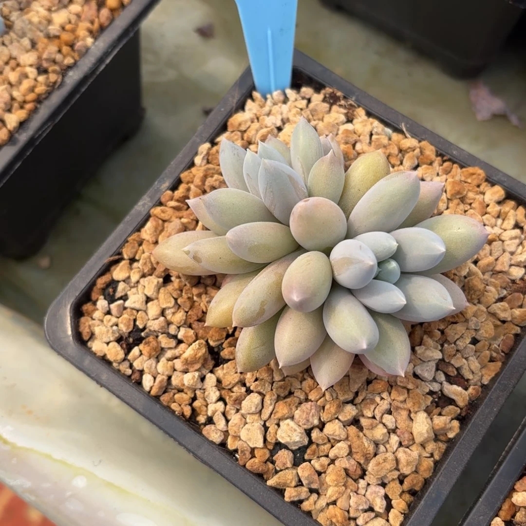 山栀妹妹的哥特萝莉回去