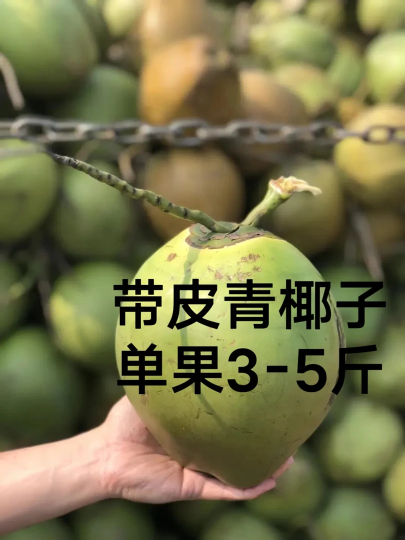 海南青椰子文昌箱装椰青万宁红椰子椰子新鲜批发天然孕妇椰青水果