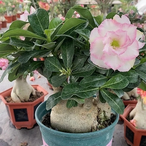 【闪购商品】无花朵女**?绿植