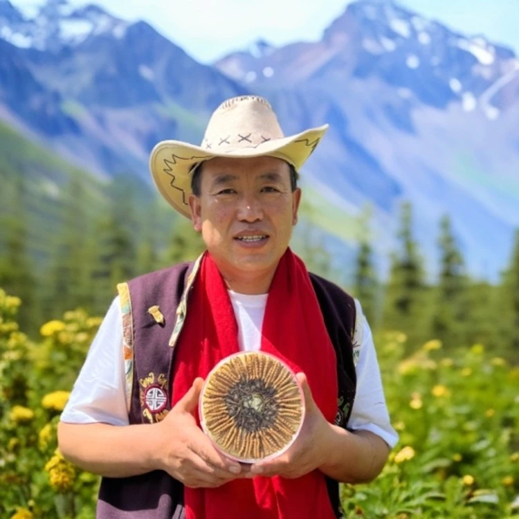 野生断草【2025新鲜晾晒干冬虫夏草海拔4500米以上雪域珍品