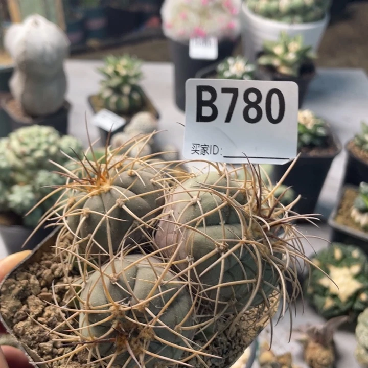 780绯冠龙仙人球一个