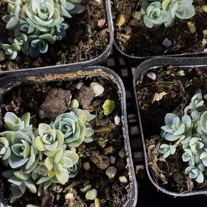 子持莲华2.8带盆