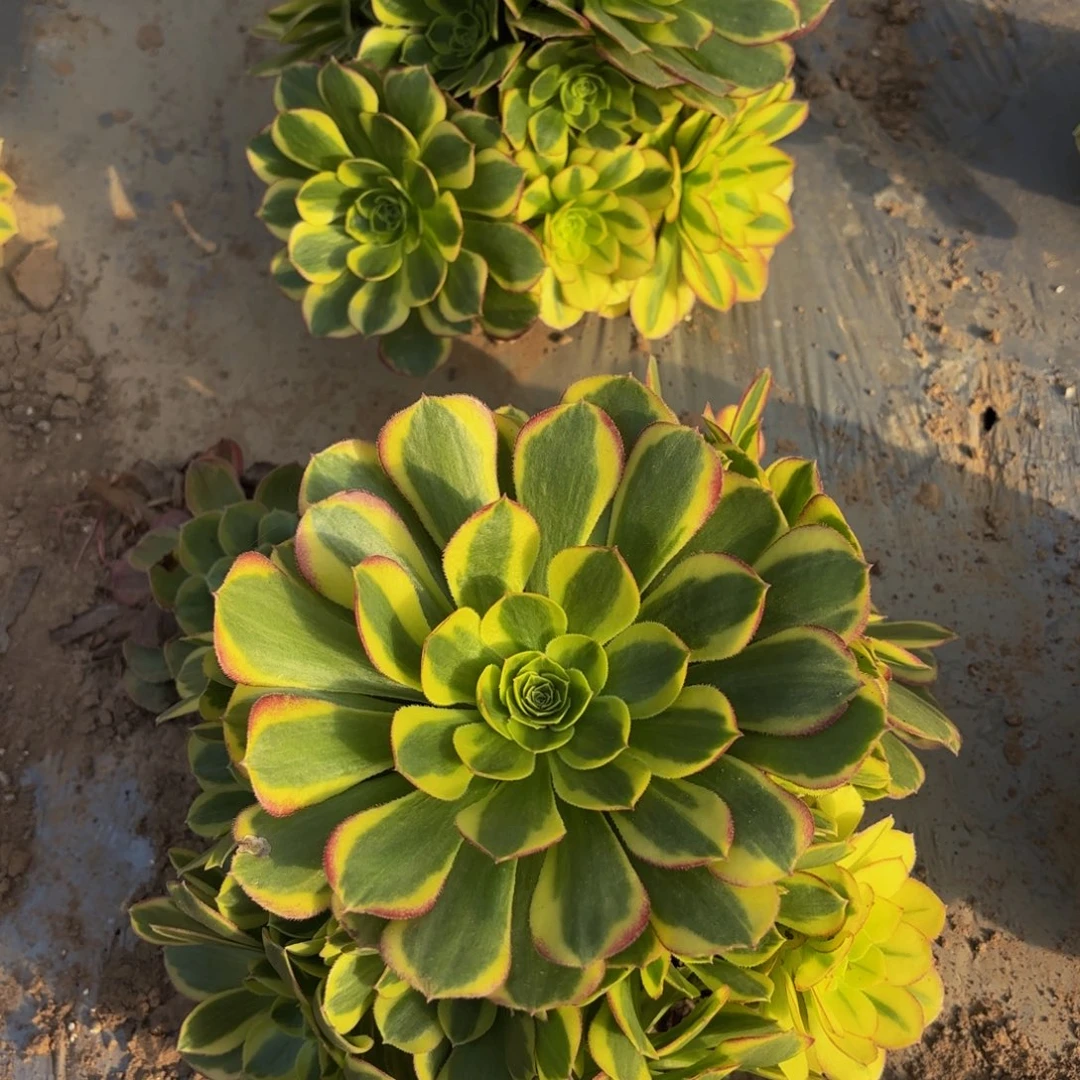 奶白超大超圆9.91号捧地载（选好的）