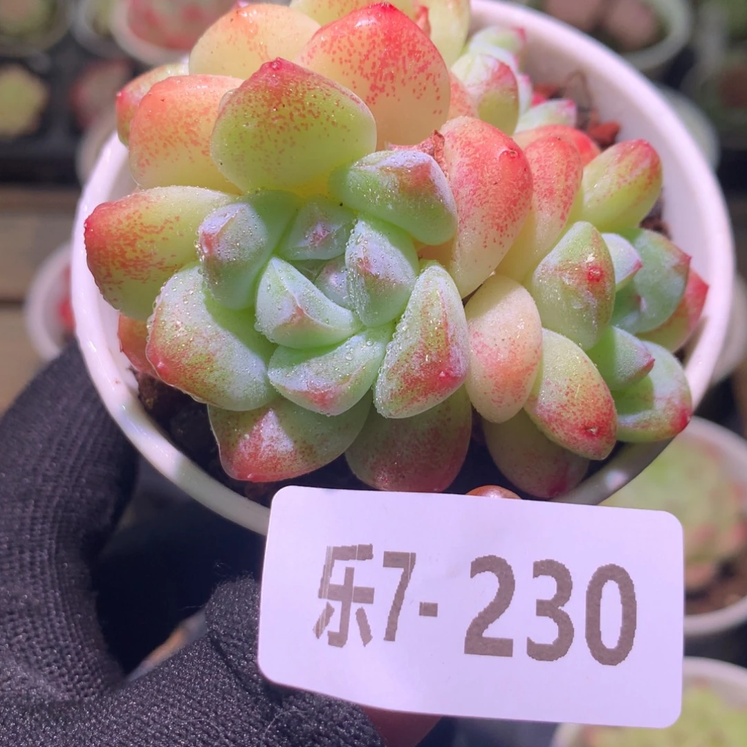 乐然 7-230 冰玉群