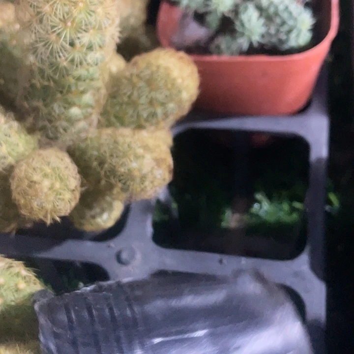 金银手指群满25包邮