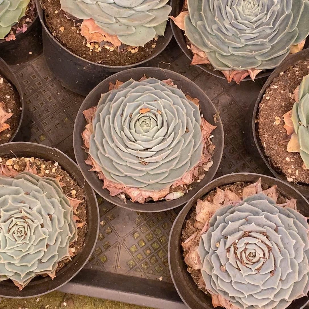 团。蓝丝绒。福利多多