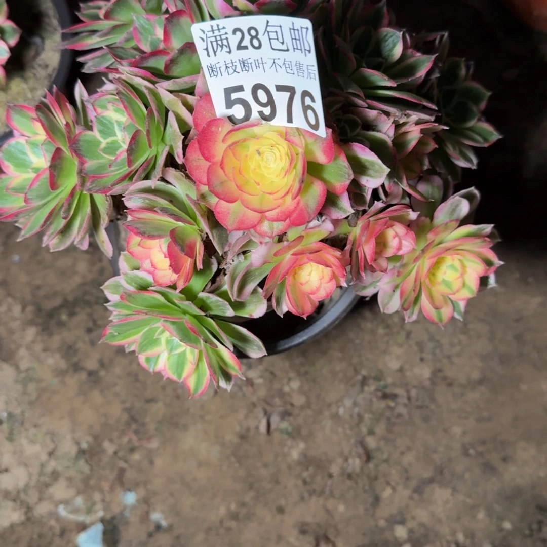 5976海鲜多肉植物