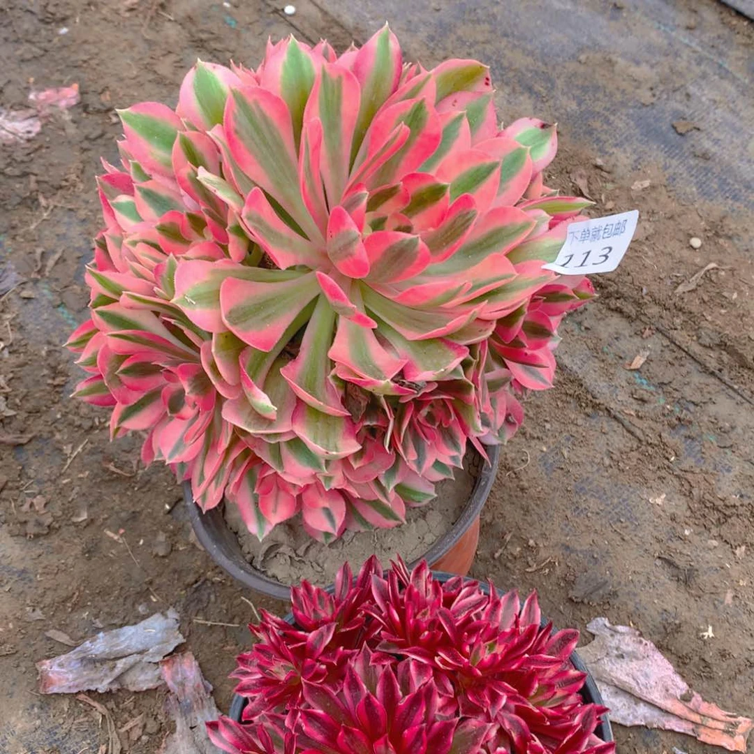 113法师组合老桩多肉