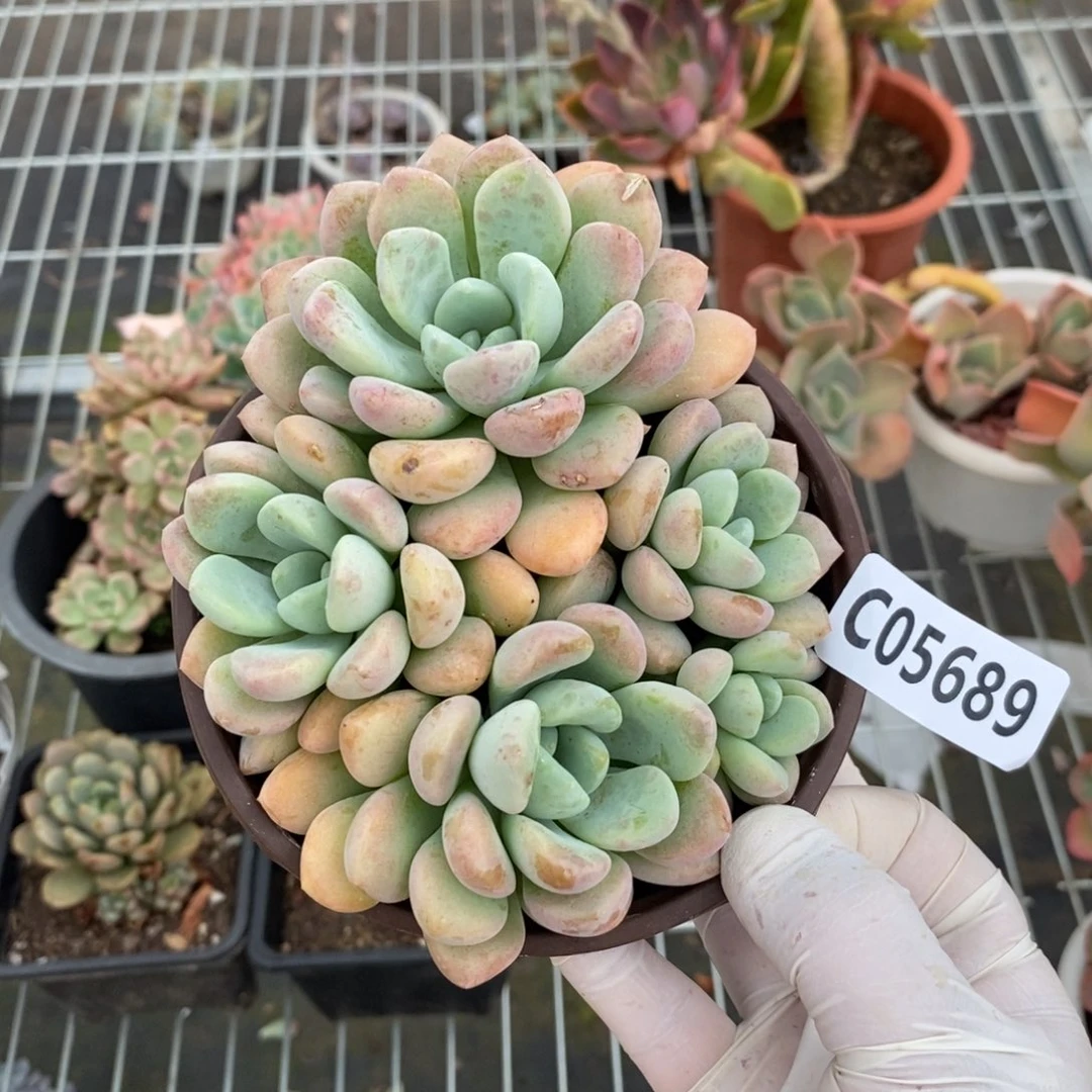 5689花斑露一物一拍