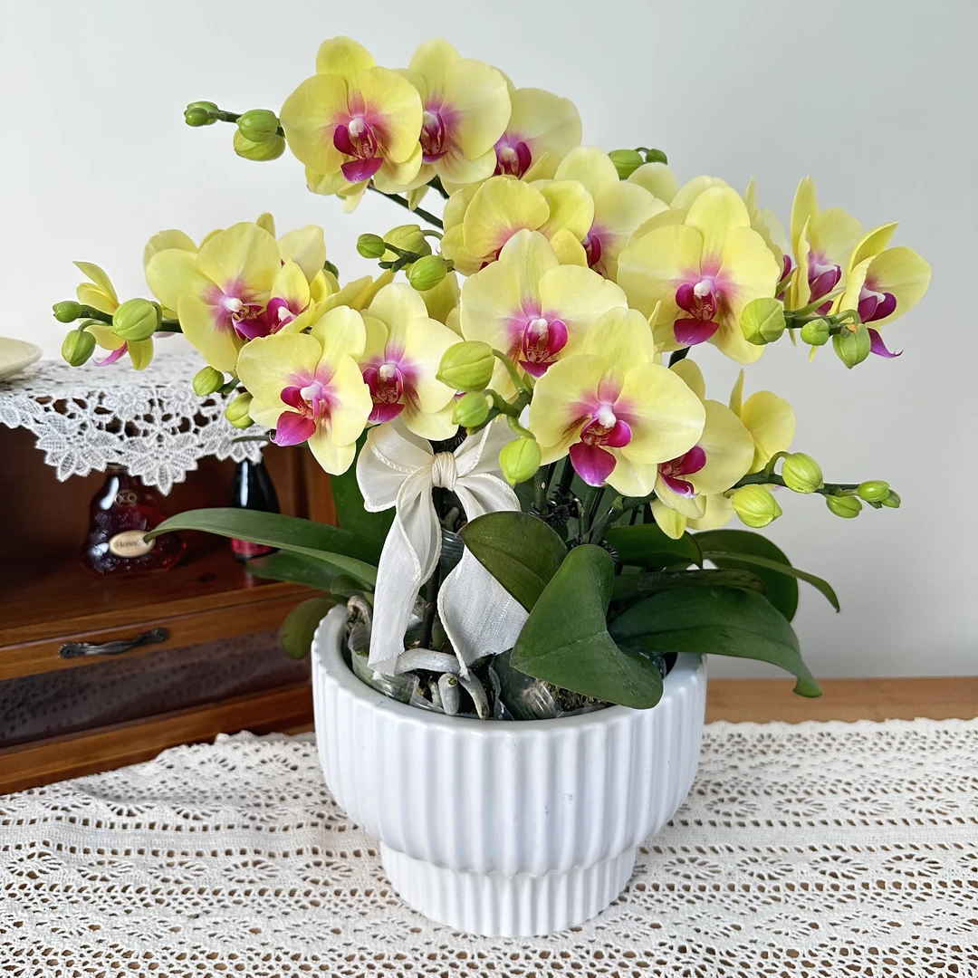 慕兰优选【朝日】 蝴蝶花卉组盆艺术摆件客厅花艺优雅造型5-6