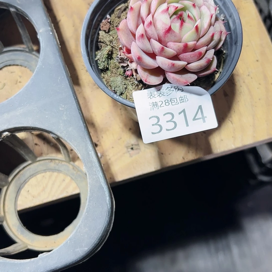 9号媛*我们的确是3314