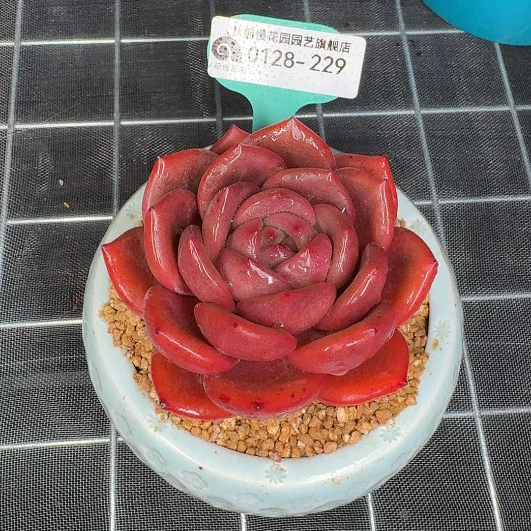 从前慢花园多肉0128-229