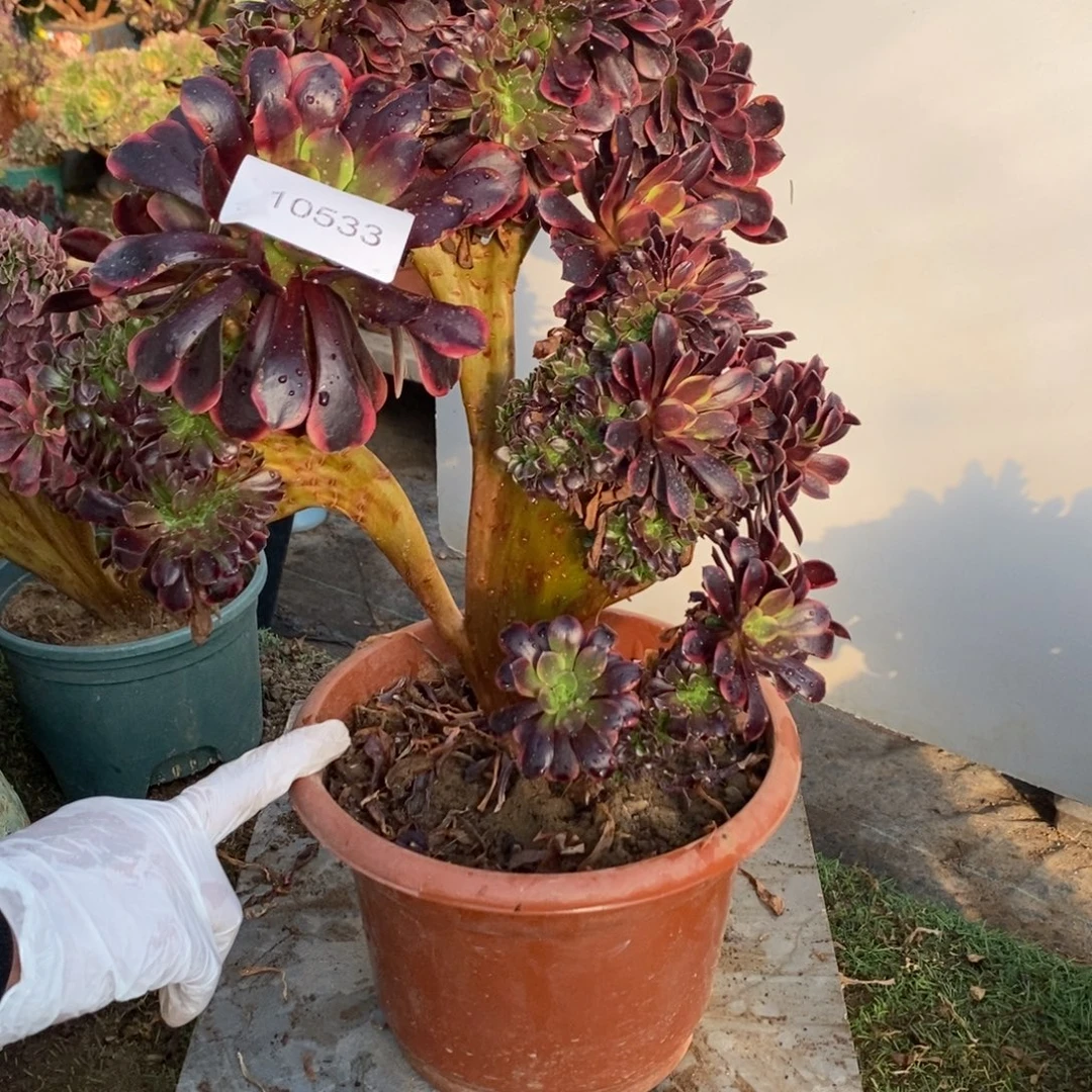 欧嘉莉缀化1颗多肉10533号