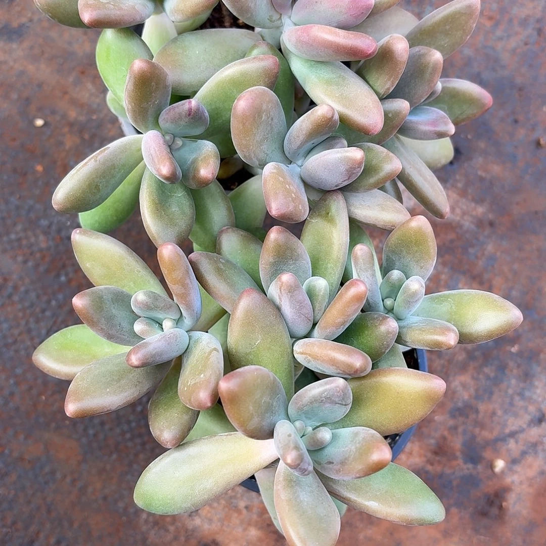 无***情多肉植物芒果奶群
