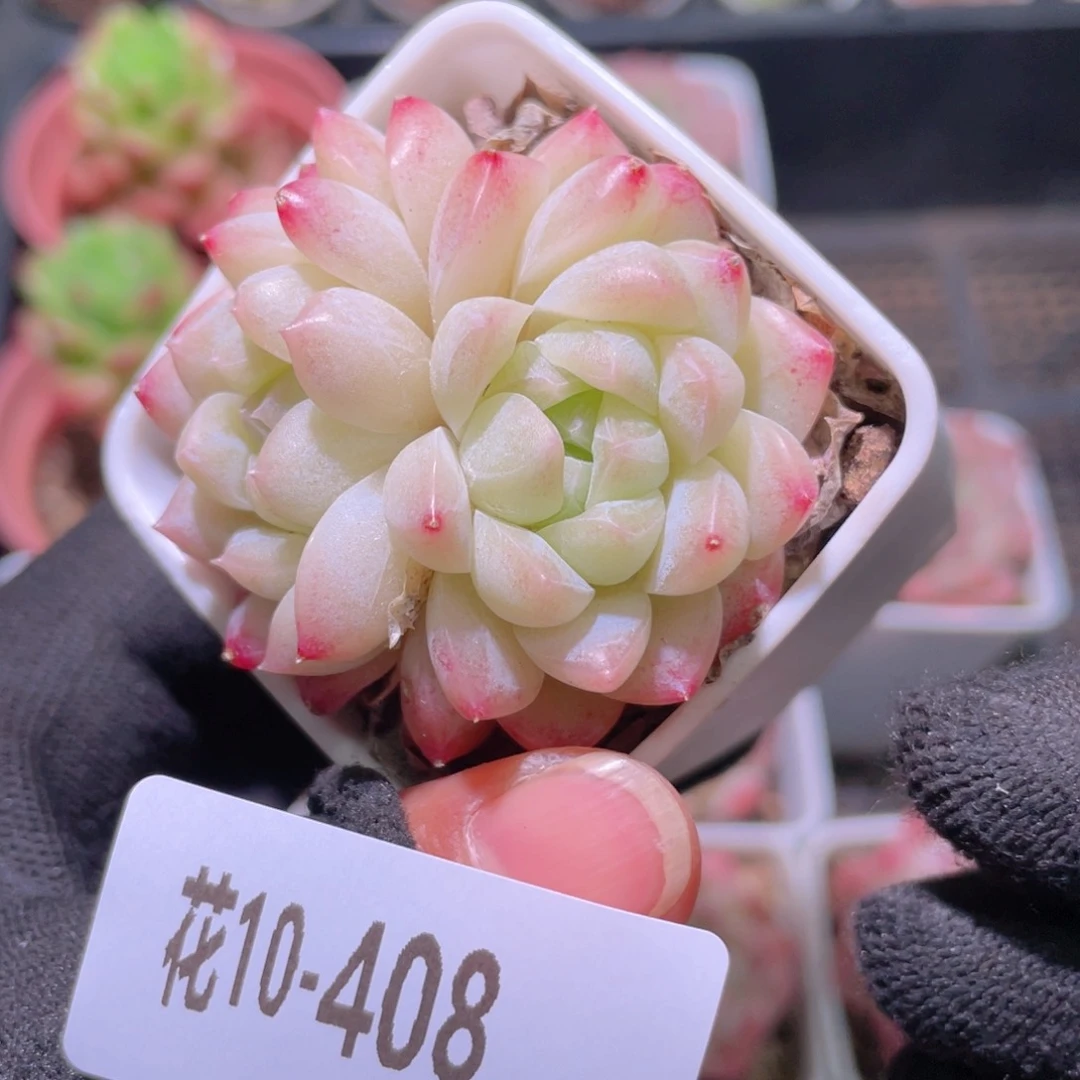 花利美10-408明月心