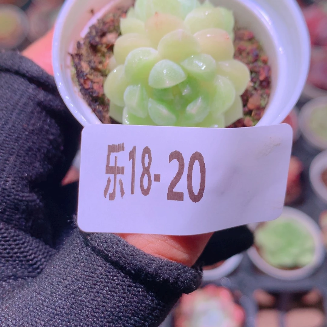 乐然18-20 翡翠台