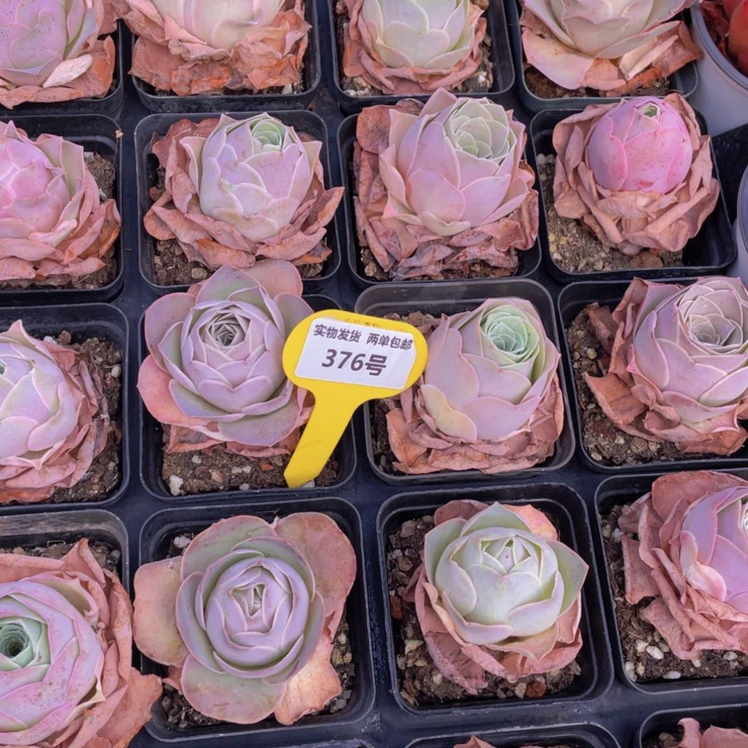 376号 山地玫瑰单头一个