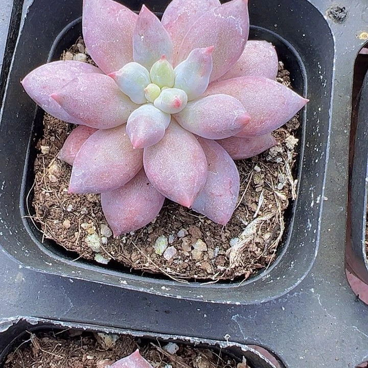 虞美人精品多肉植物