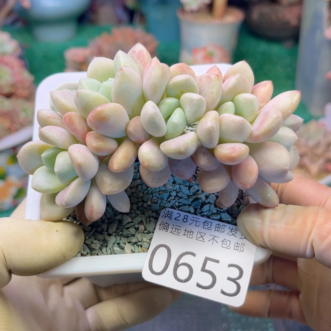 大0653。v xv cv vv b n n