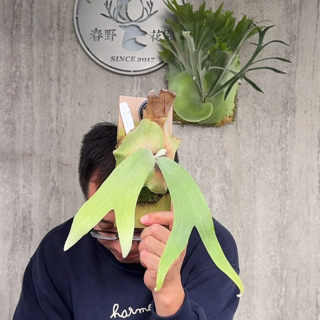 完全开放indoMr.Tin爪哇鹿角蕨书签板