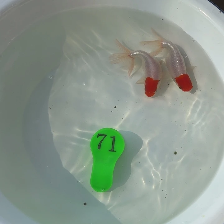 海水鱼金鱼包邮包活到家