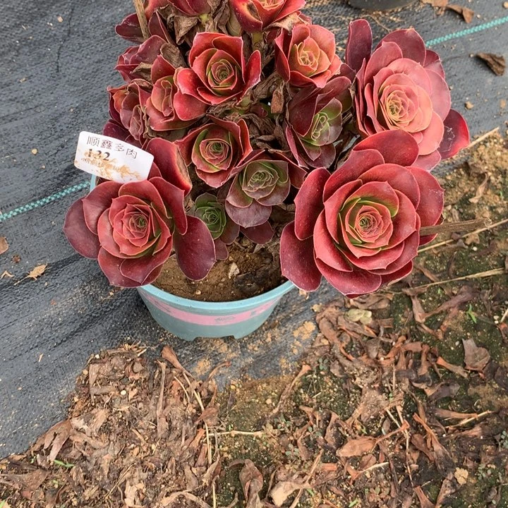 132玫瑰多肉植物特价