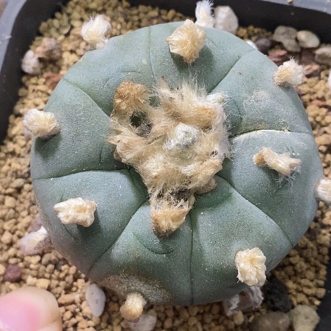 孤品实生特选株kk长毛肋骨乌5.3cm捡漏