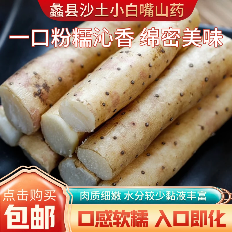 河北蠡县现挖现发正宗新鲜小白嘴淮山药！产地直发五斤！