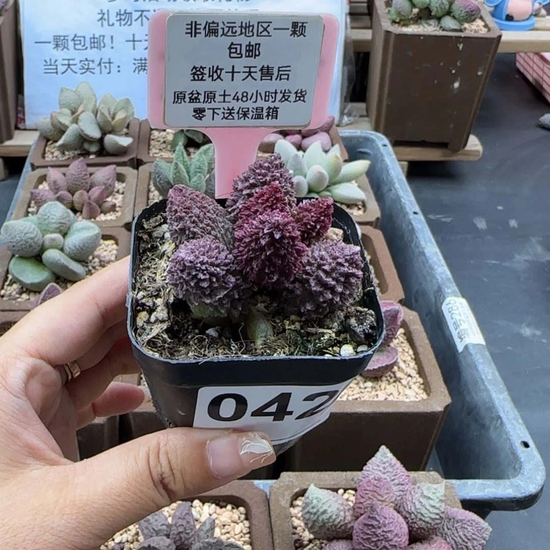 042朱紫玉多肉植物