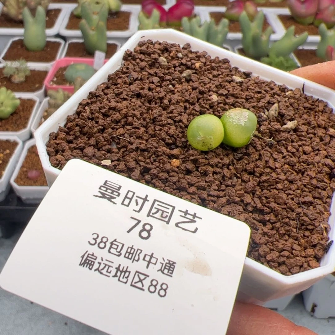 W****?2.23拉登多肉，78