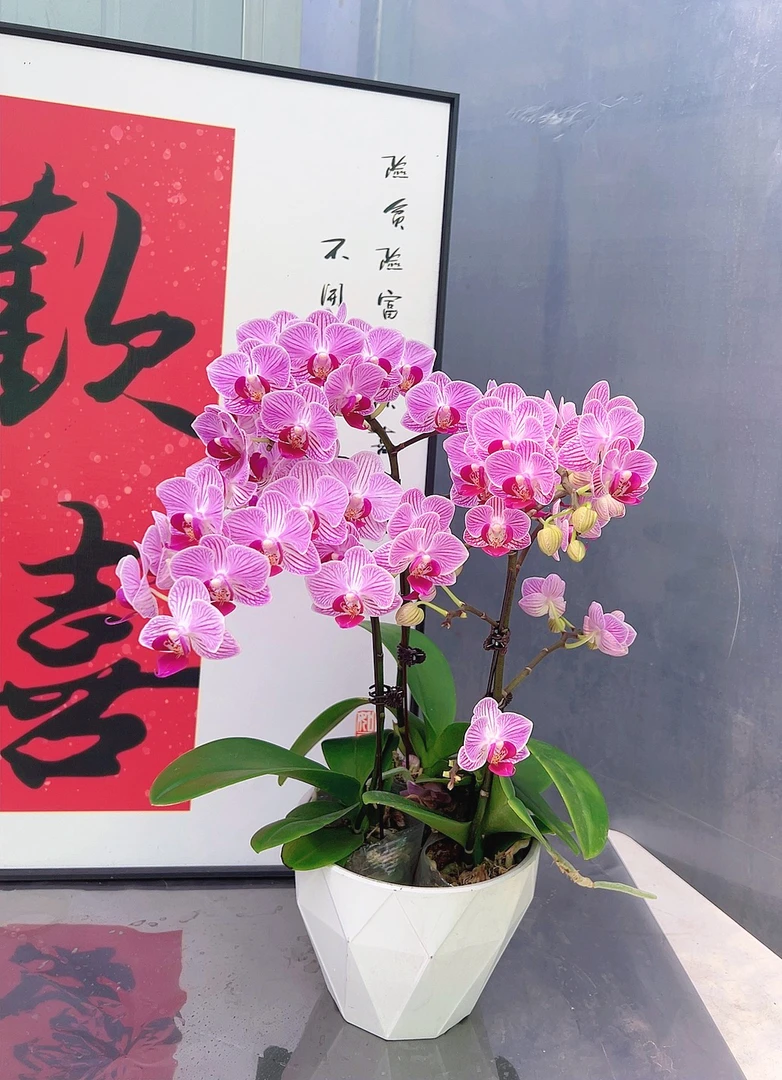 【奥利奥06】2.8寸粉色线条纹路中小花型蝴蝶兰带花带花苞发货