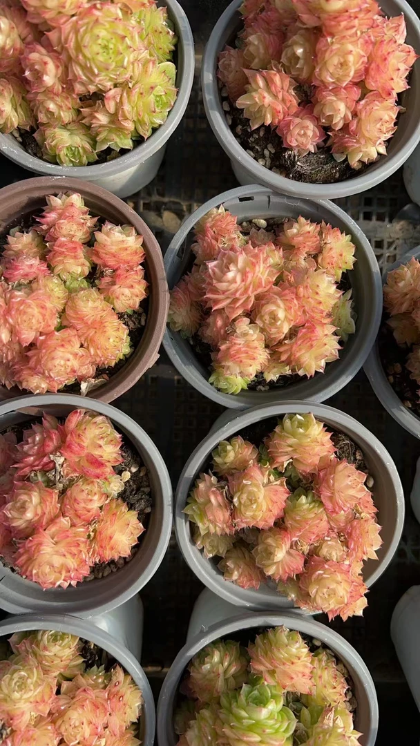 洛凝   多肉绿植