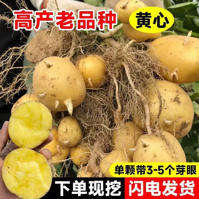 春季土豆种黄土地黑土地黄皮沙心早产马铃薯山芋脱毒种子花盆菜园